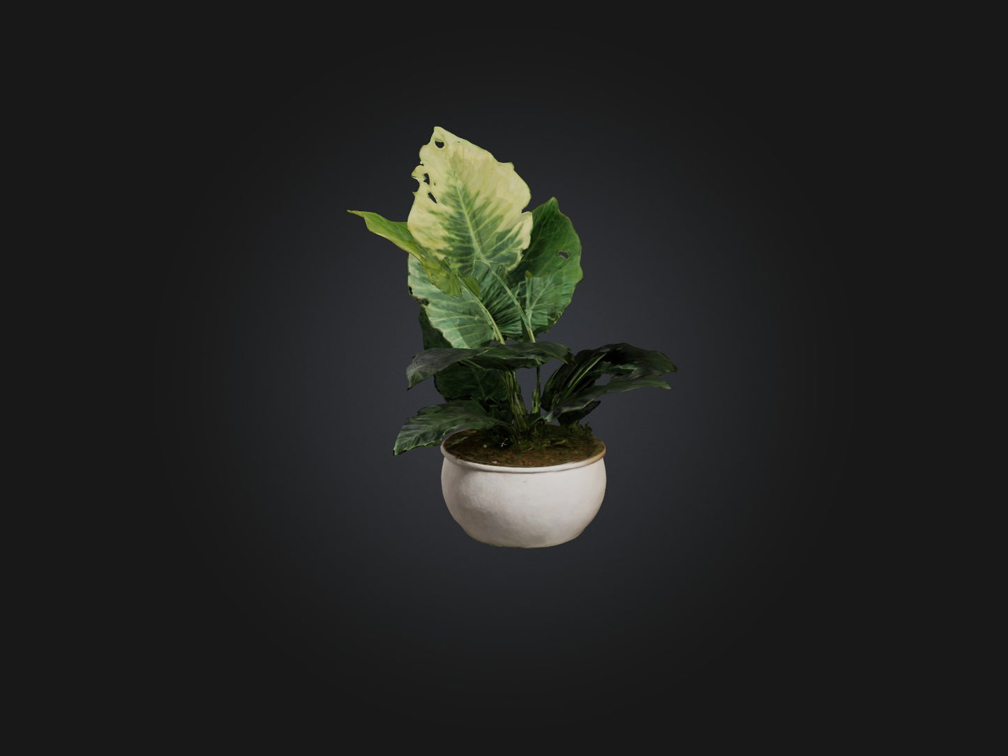 3D model Alocasia Model VR / AR / low-poly