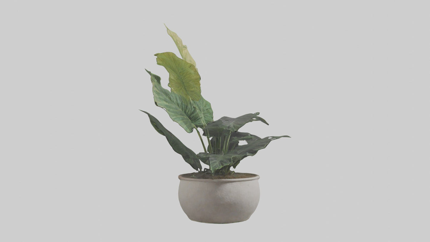 3D model Alocasia Model VR / AR / low-poly