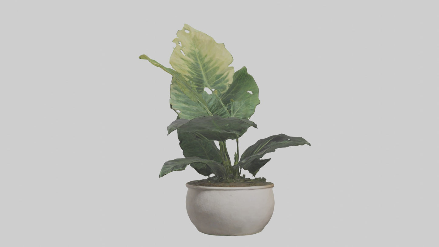 3D model Alocasia Model VR / AR / low-poly