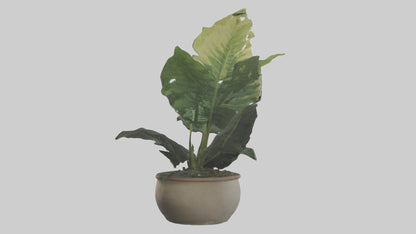 3D model Alocasia Model VR / AR / low-poly