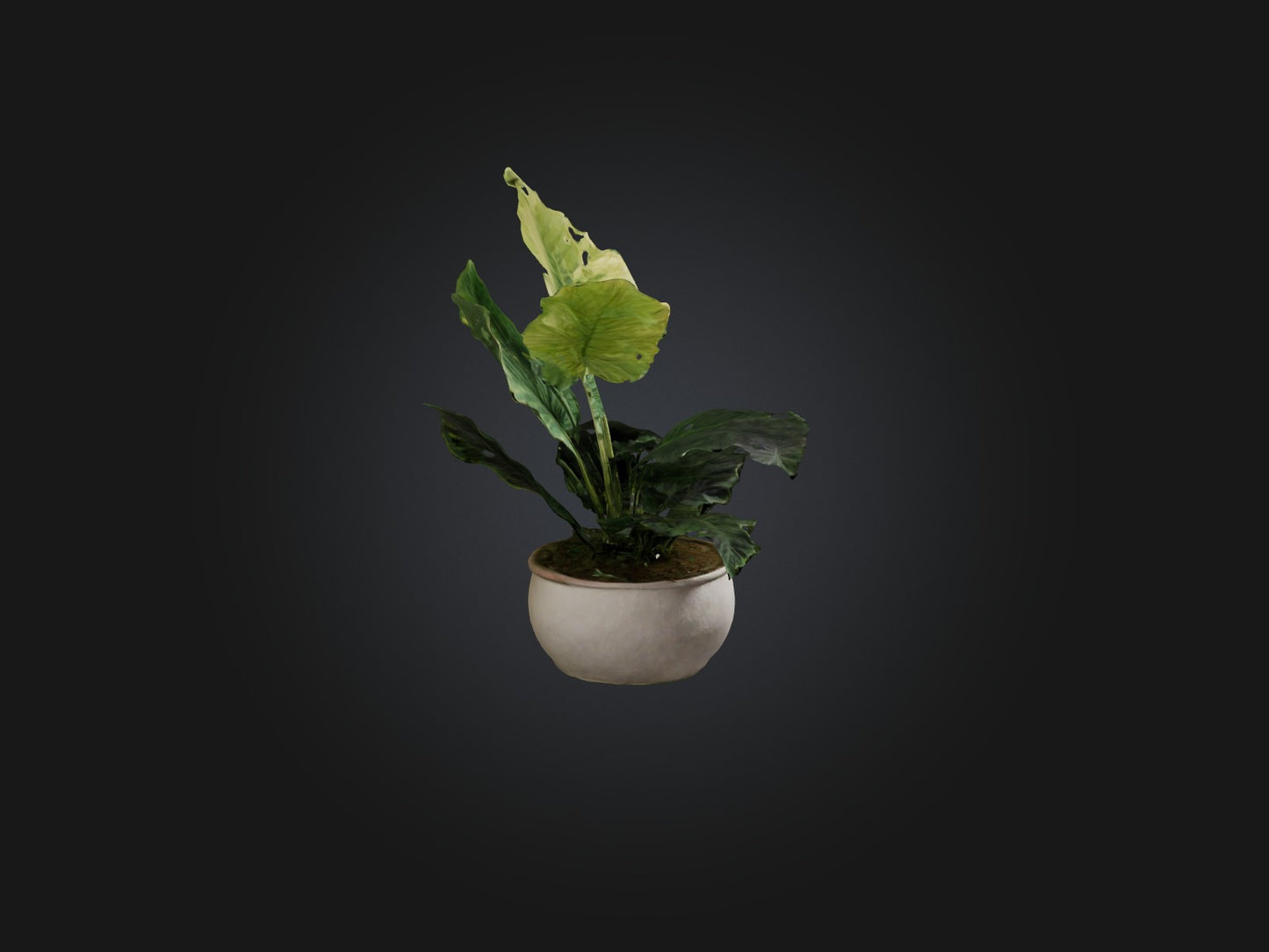 3D model Alocasia Model VR / AR / low-poly