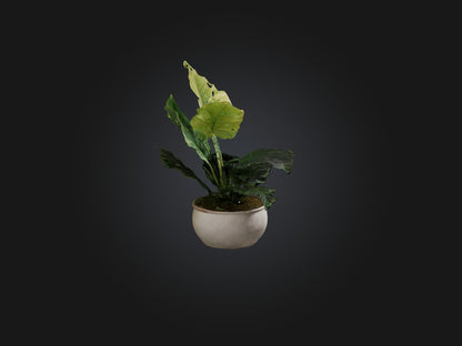 3D model Alocasia Model VR / AR / low-poly