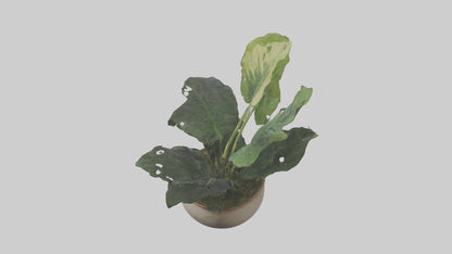 3D model Alocasia Model VR / AR / low-poly