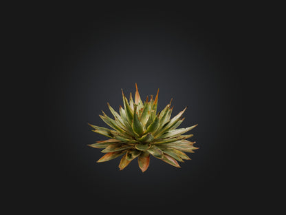 3D model Aloe Aristata Model VR / AR / low-poly