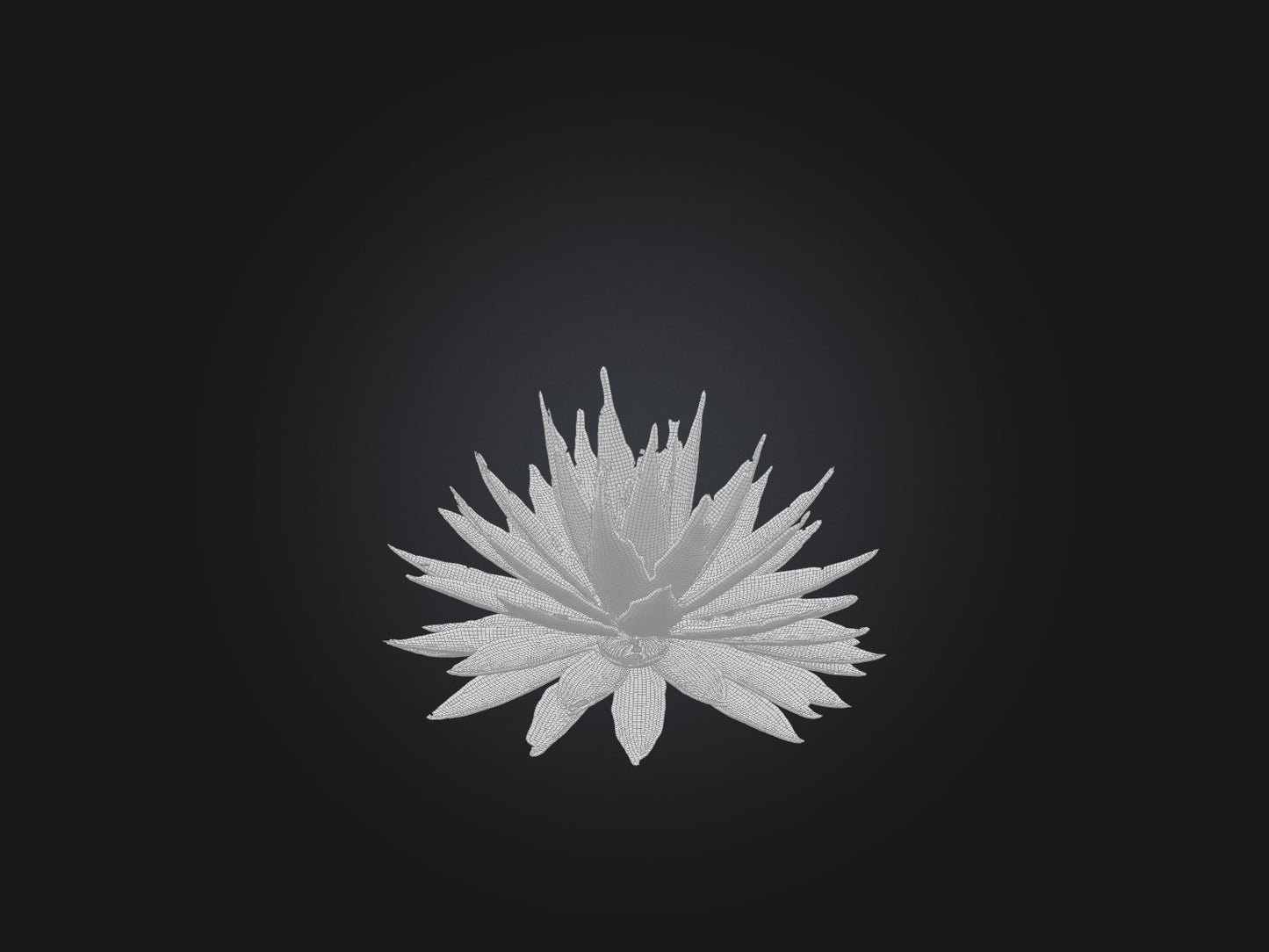 3D model Aloe Aristata Model VR / AR / low-poly