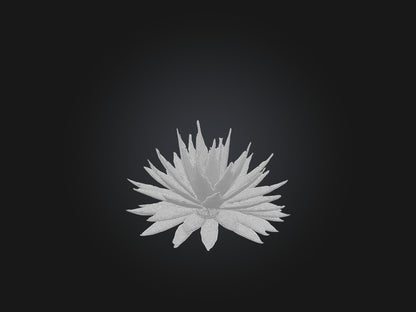 3D model Aloe Aristata Model VR / AR / low-poly