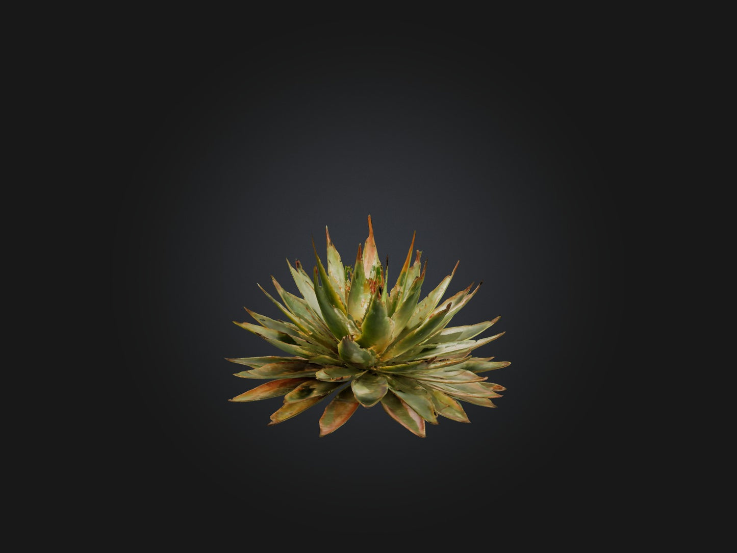 3D model Aloe Aristata Model VR / AR / low-poly