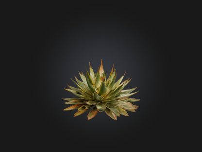 3D model Aloe Aristata Model VR / AR / low-poly