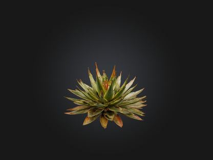 3D model Aloe Aristata Model VR / AR / low-poly