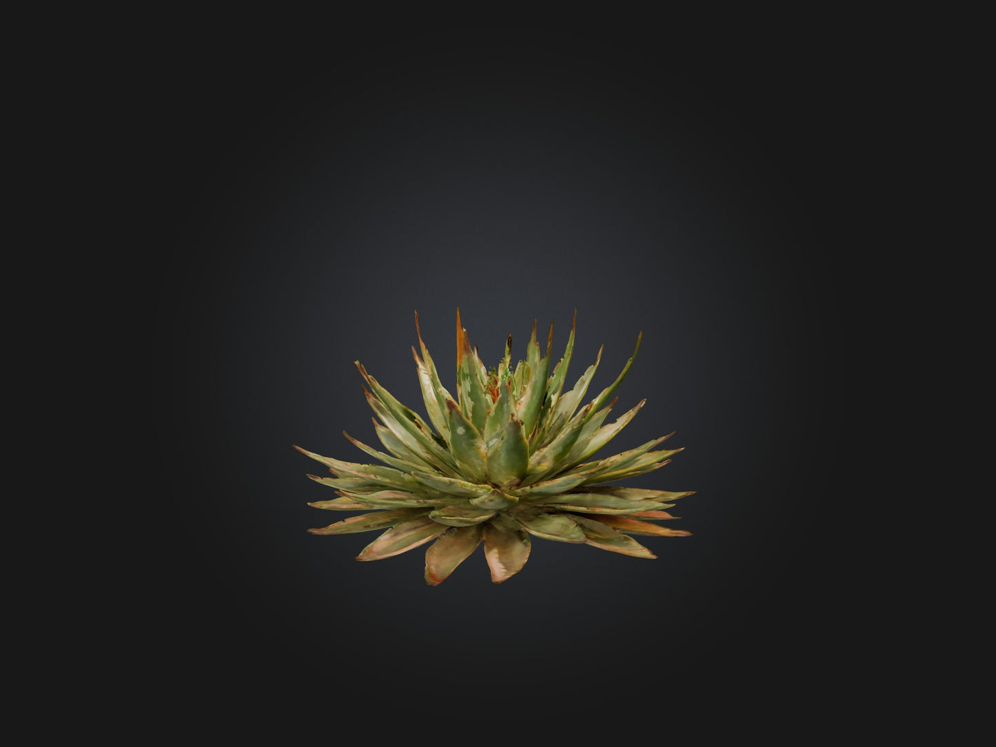 3D model Aloe Aristata Model VR / AR / low-poly