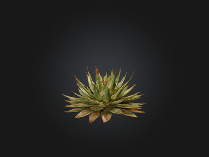 3D model Aloe Aristata Model VR / AR / low-poly