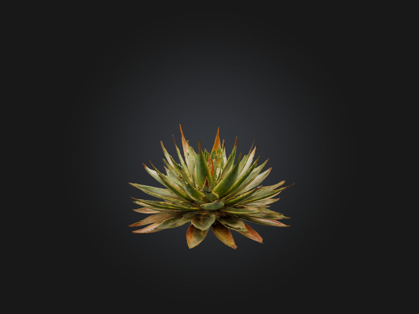 3D model Aloe Aristata Model VR / AR / low-poly