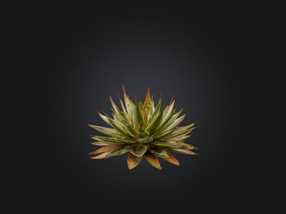 3D model Aloe Aristata Model VR / AR / low-poly