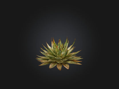 3D model Aloe Aristata Model VR / AR / low-poly