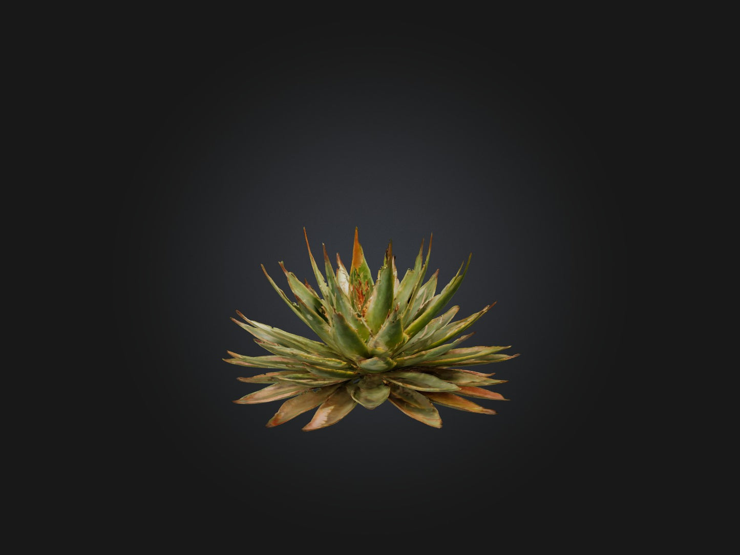 3D model Aloe Aristata Model VR / AR / low-poly
