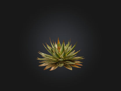 3D model Aloe Aristata Model VR / AR / low-poly