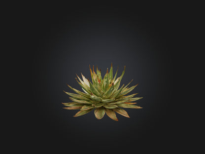 3D model Aloe Aristata Model VR / AR / low-poly