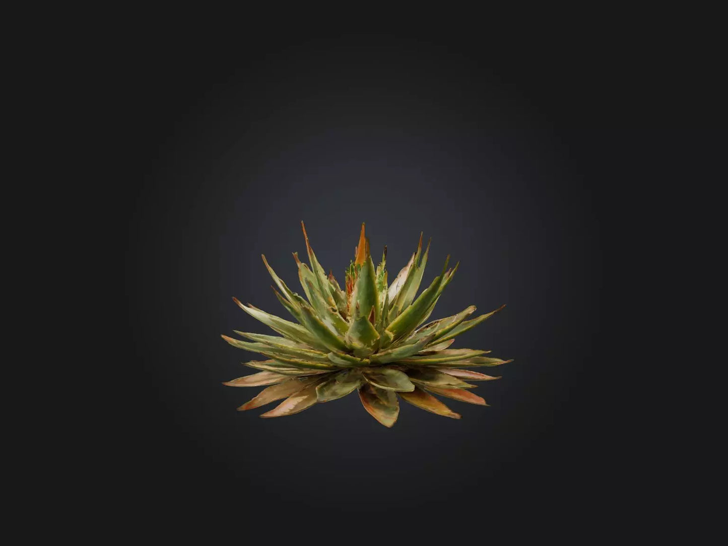 3D model Aloe Aristata Model VR / AR / low-poly
