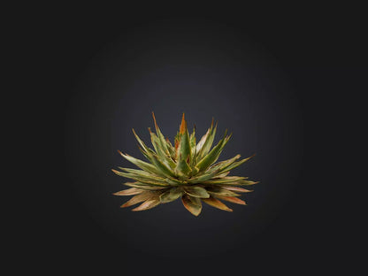 3D model Aloe Aristata Model VR / AR / low-poly