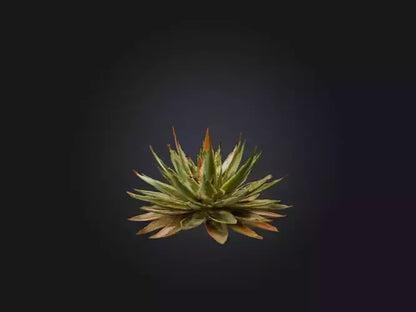 3D model Aloe Aristata Model VR / AR / low-poly