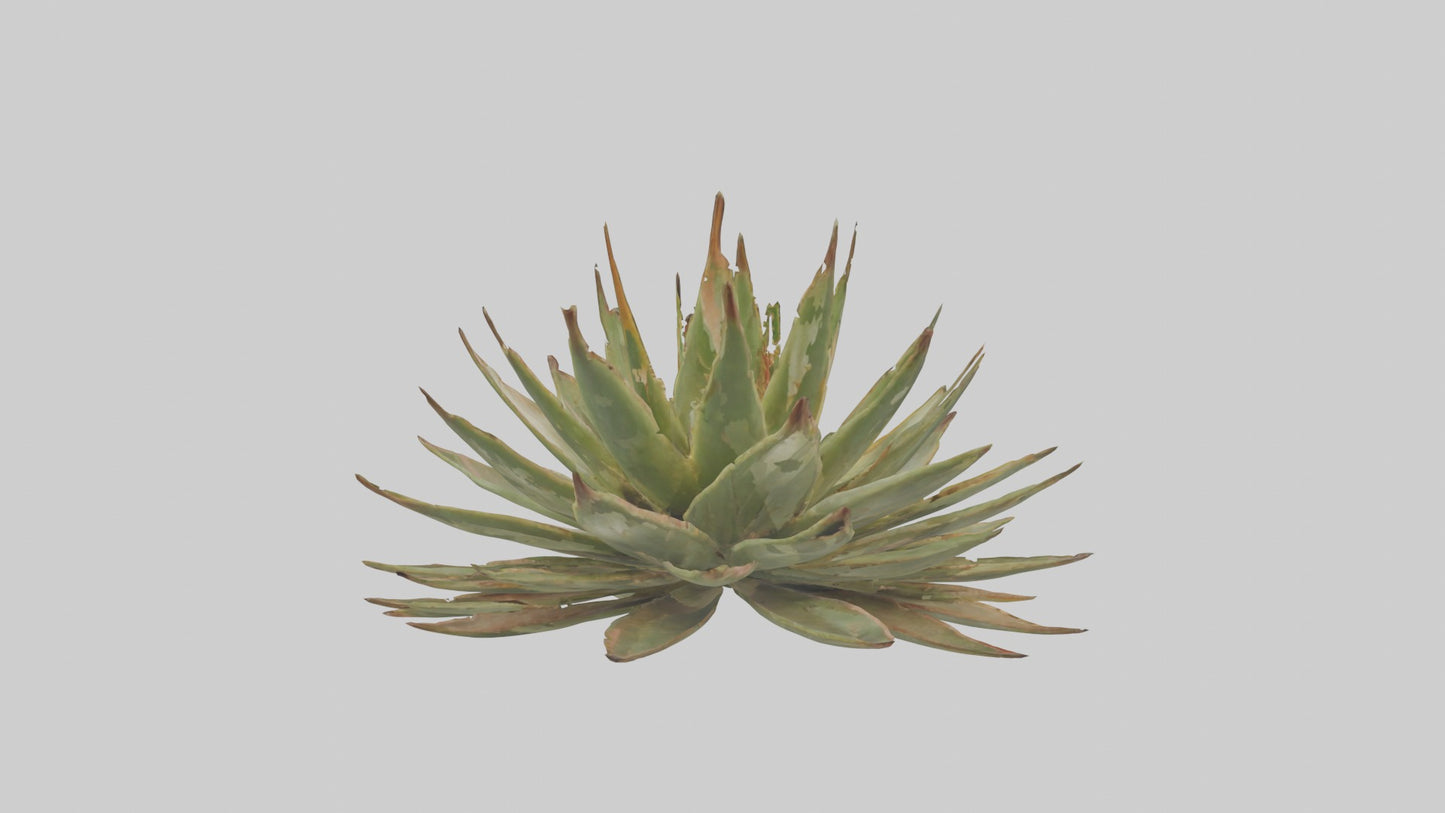 3D model Aloe Aristata Model VR / AR / low-poly