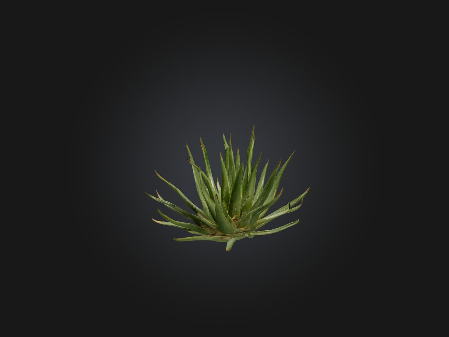 3D model Aloe Ciliaris Model VR / AR / low-poly
