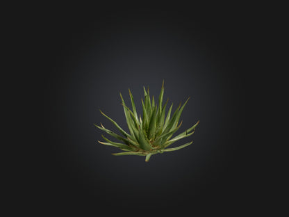 3D model Aloe Ciliaris Model VR / AR / low-poly