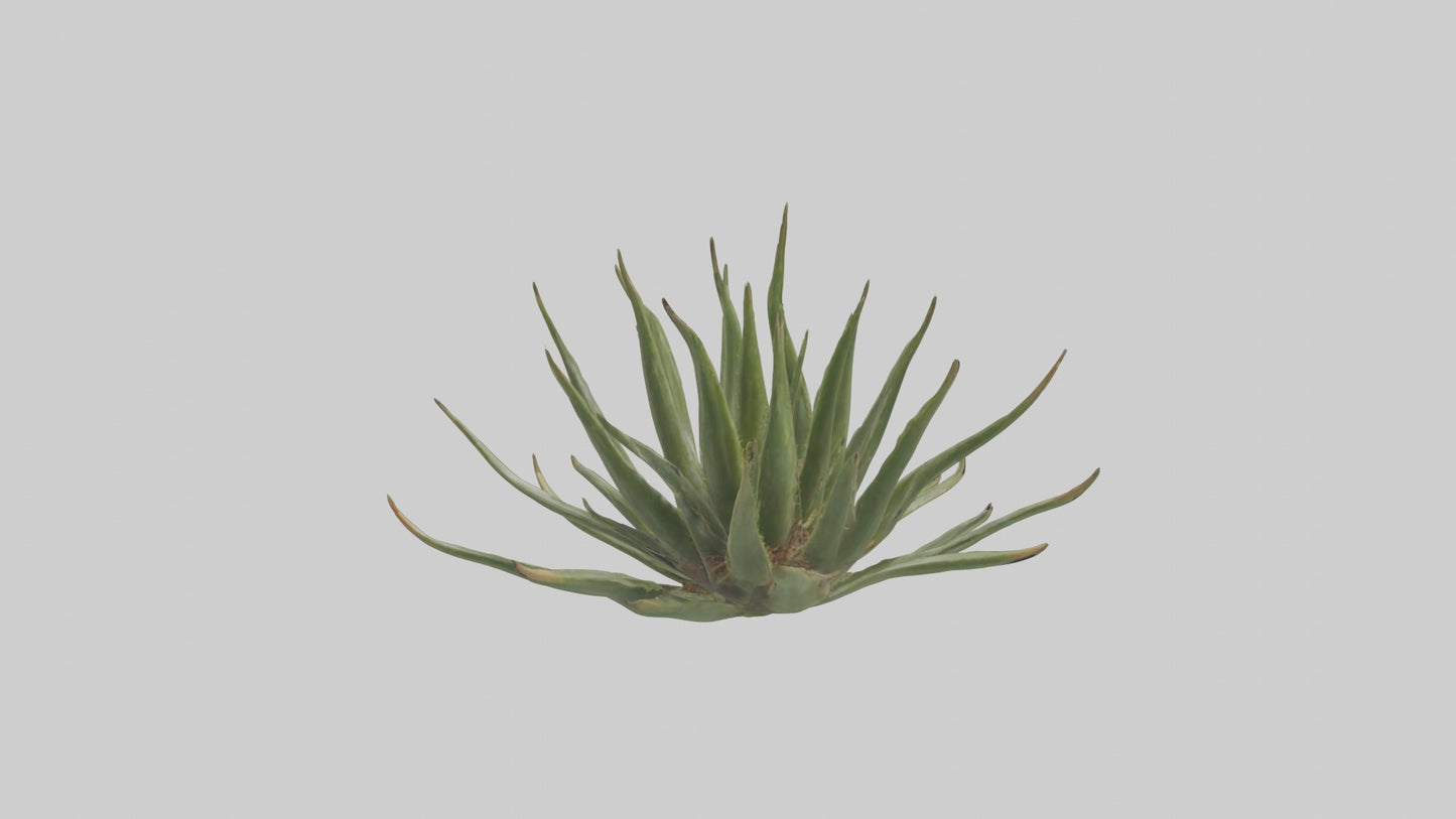 3D model Aloe Ciliaris Model VR / AR / low-poly