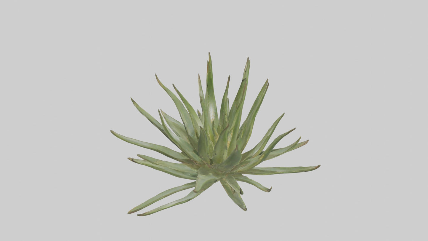 3D model Aloe Ciliaris Model VR / AR / low-poly