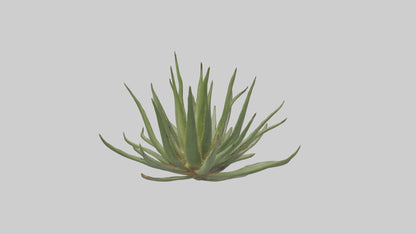 3D model Aloe Ciliaris Model VR / AR / low-poly