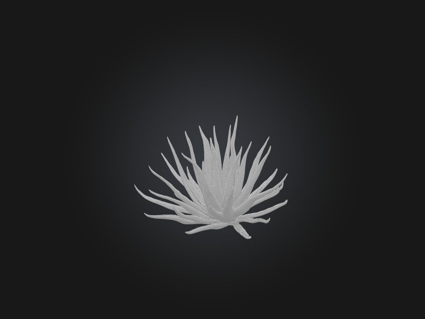 3D model Aloe Ciliaris Model VR / AR / low-poly