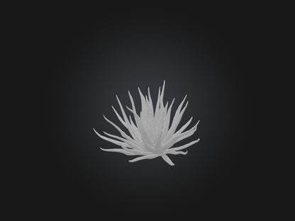 3D model Aloe Ciliaris Model VR / AR / low-poly
