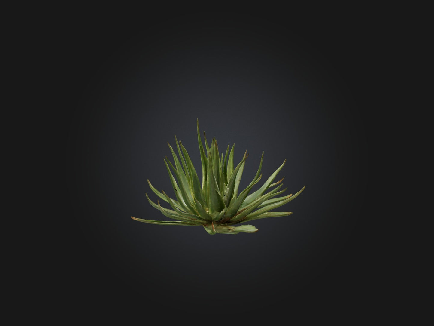 3D model Aloe Ciliaris Model VR / AR / low-poly