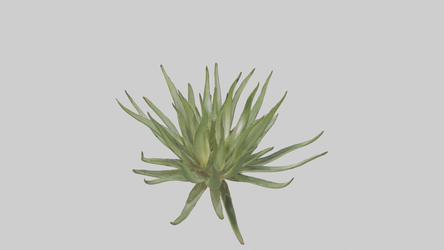 3D model Aloe Ciliaris Model VR / AR / low-poly