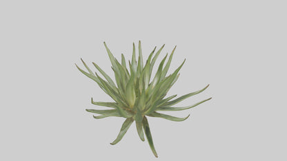 3D model Aloe Ciliaris Model VR / AR / low-poly