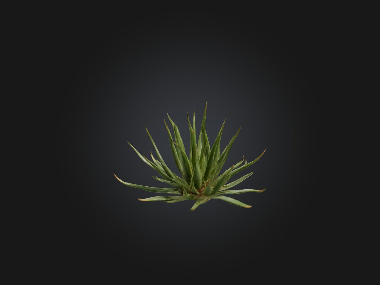 3D model Aloe Ciliaris Model VR / AR / low-poly