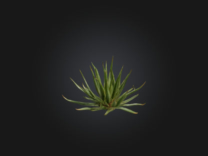 3D model Aloe Ciliaris Model VR / AR / low-poly