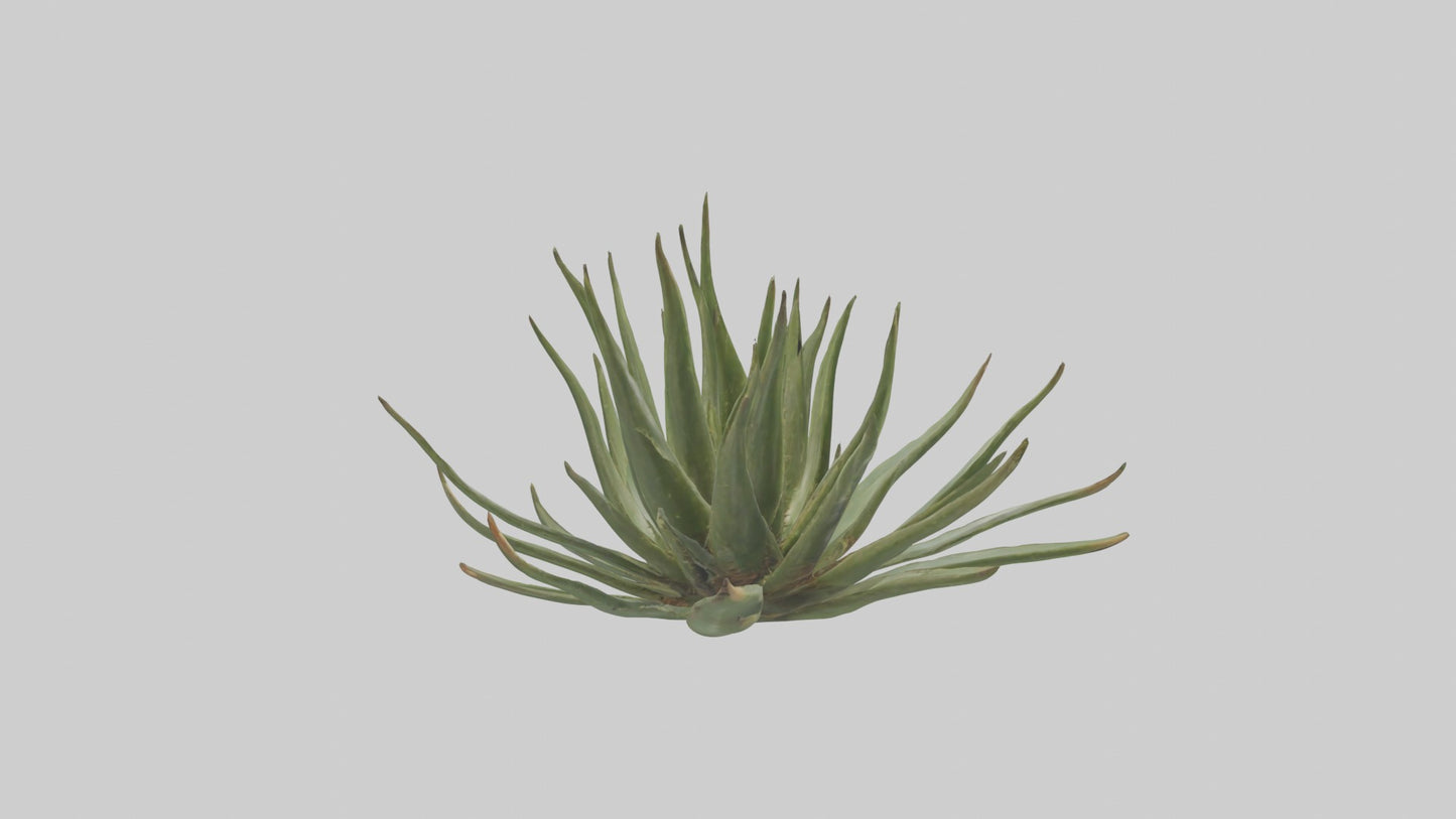 3D model Aloe Ciliaris Model VR / AR / low-poly