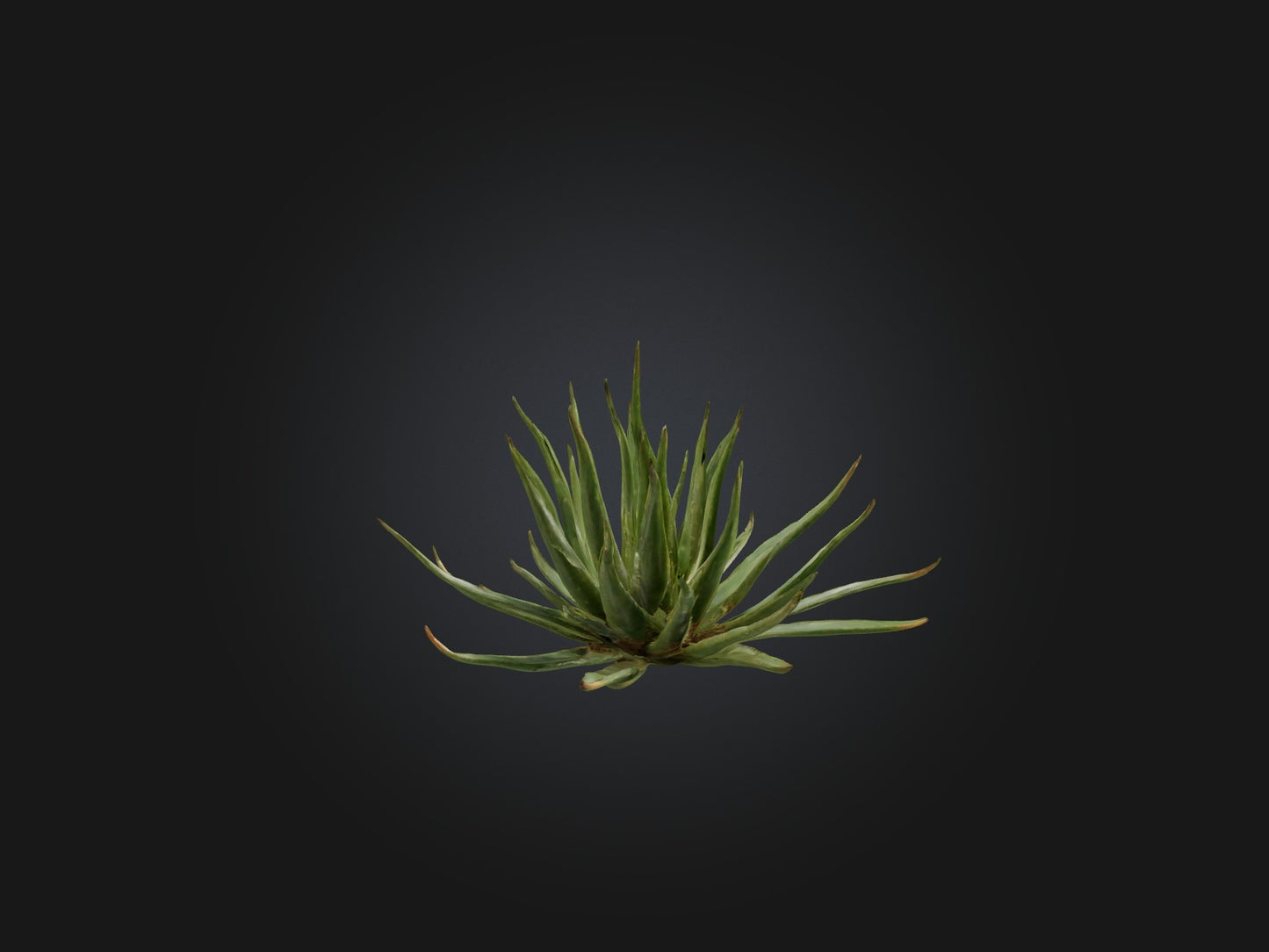 3D model Aloe Ciliaris Model VR / AR / low-poly