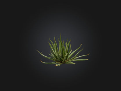 3D model Aloe Ciliaris Model VR / AR / low-poly