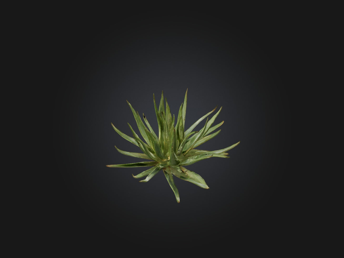 3D model Aloe Ciliaris Model VR / AR / low-poly