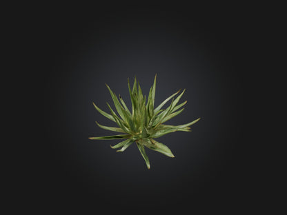3D model Aloe Ciliaris Model VR / AR / low-poly