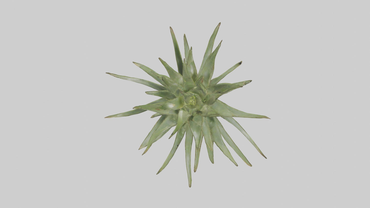 3D model Aloe Ciliaris Model VR / AR / low-poly