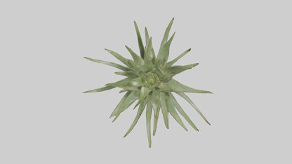 3D model Aloe Ciliaris Model VR / AR / low-poly