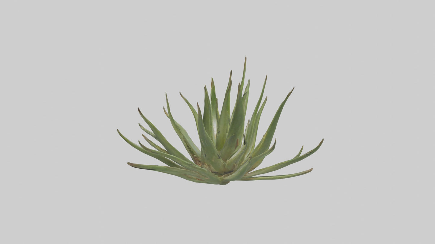 3D model Aloe Ciliaris Model VR / AR / low-poly