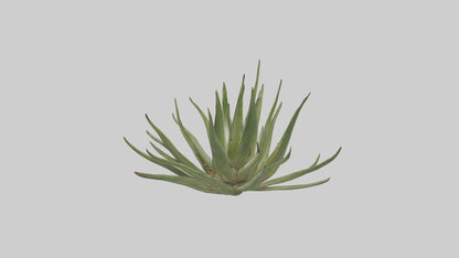3D model Aloe Ciliaris Model VR / AR / low-poly