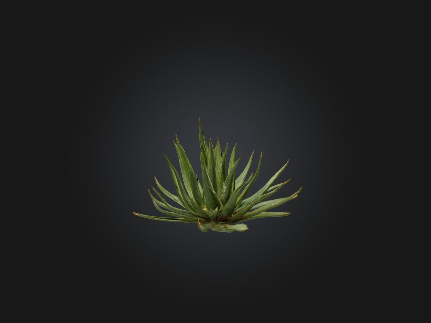 3D model Aloe Ciliaris Model VR / AR / low-poly
