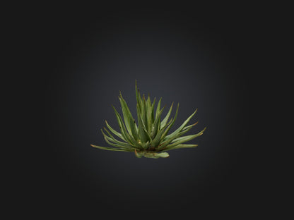 3D model Aloe Ciliaris Model VR / AR / low-poly