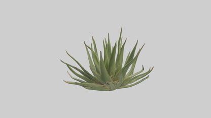 3D model Aloe Ciliaris Model VR / AR / low-poly