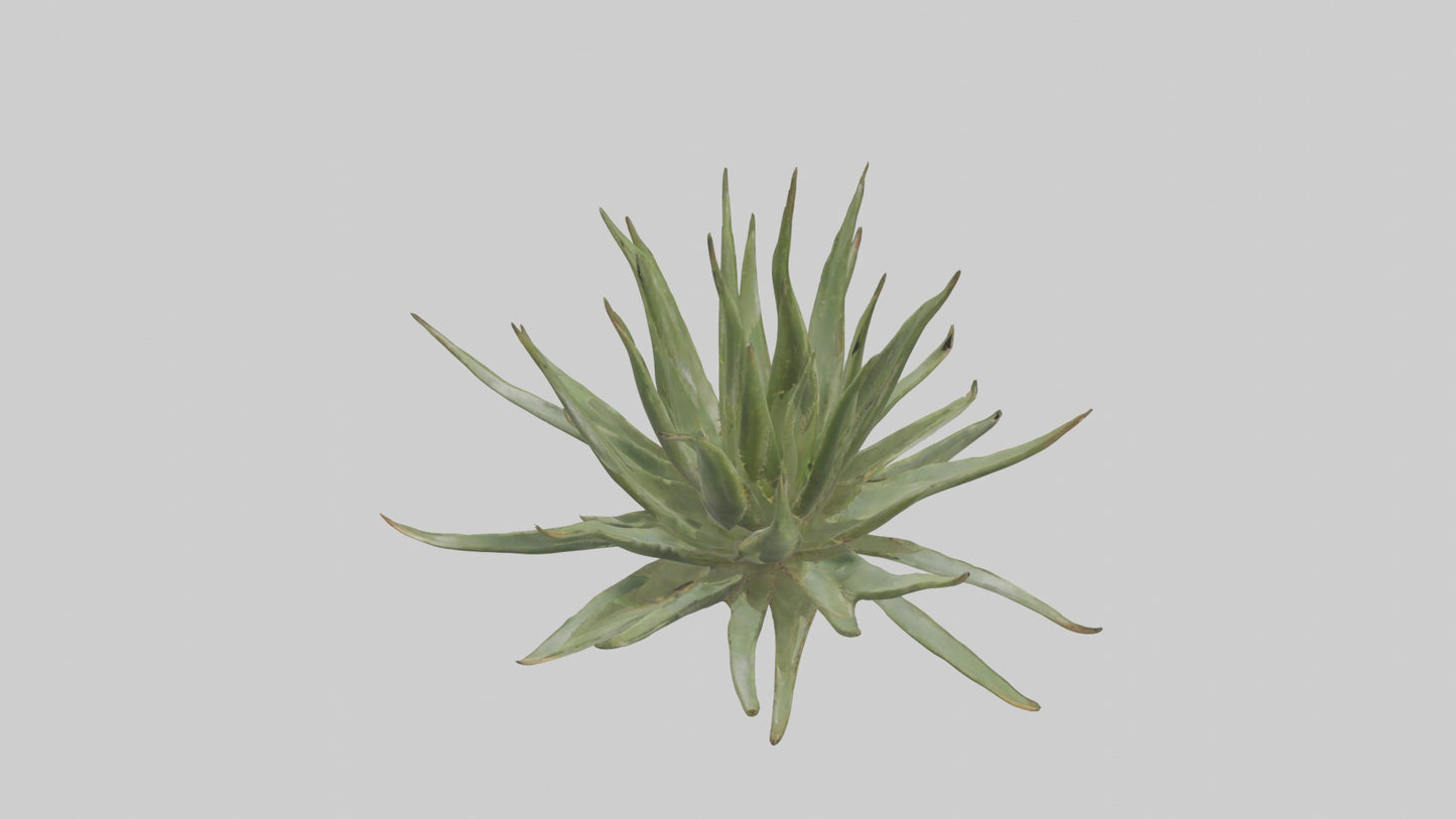 3D model Aloe Ciliaris Model VR / AR / low-poly